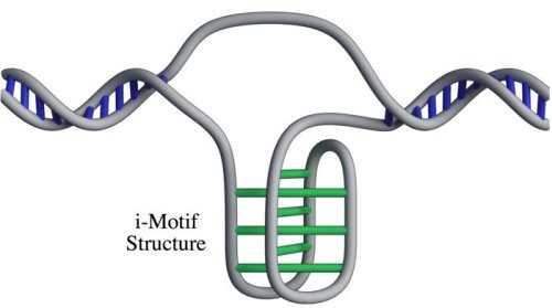 i-motif structure i-motif