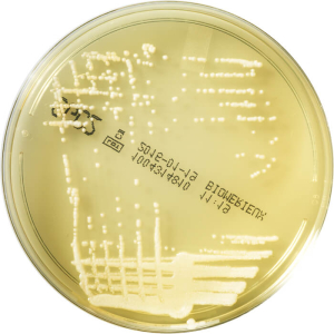 Sabouraud 2 Agar - Сабуро 2 агар