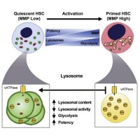 Открытие в метаболизме стволовых клеток может указать путь к новому подходу к трансплантации костного мозга