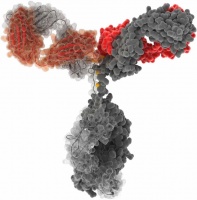 Оценка риска отторжения трансплантата при помощи IgE