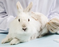 Генный фактор VIIa предотвращает эпизоды кровотечения у животных с гемофилией.