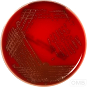 Columbia agar+5% sheep blood - Колумбийский агар + 5 % бараньей крови