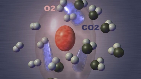 Стабильность таких параметров как pH, pCO2, pO2, sO2 и лактат в образце крови