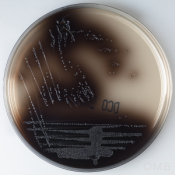 D-Coccosel agar - Желчно-эскулиновый агар