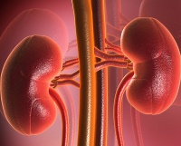 Обнаружено, что чрезмерное подавление фермента GSK3 может вызвать почечную недостаточность