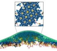 Ученые нашли недостающие детали процесса, как ВИЧ «взламывает» клетки
