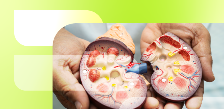 Диабетическая нефропатия (ДН): фокус на неальбуминуриновую ДН и сердечно-сосудистый риск