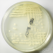 Trypcase-Soy Agar - Трипказо-соевый агар