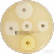 Агар Мюллер-Хинтона