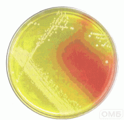 Солевой агар с маннитом (агар Чапмана агар)(Mannitol salt agar)(500 г.)