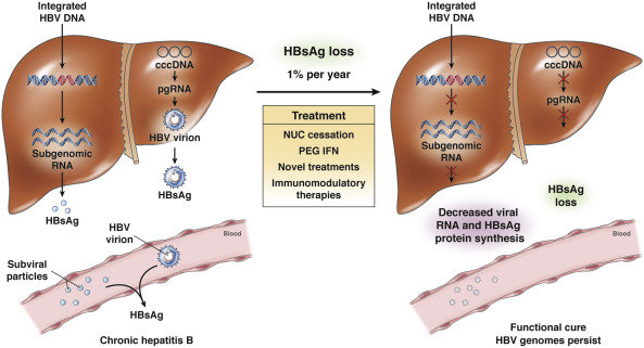 Особенности диагностики наиболее раннего маркёра гепатита В (HBsAg)