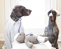 Преаналитика лабораторного обследования в ветеринарии.