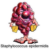 Штамм эпидермального стафилококка ингибирует образование рака кожи