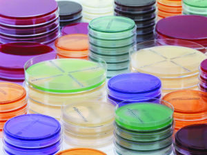 ETEST®  амфотерицин B