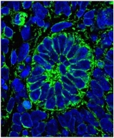 Растить добро